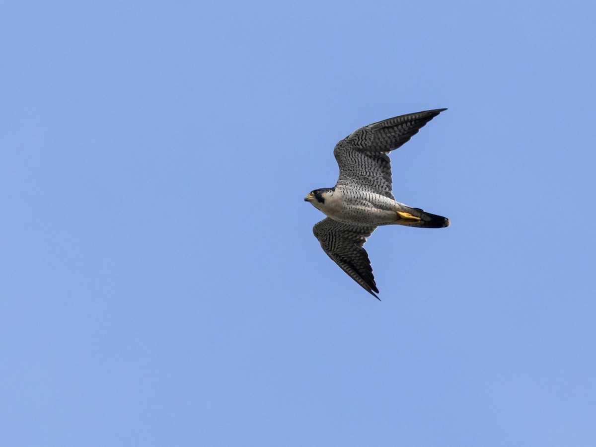 sokol stěhovavý - ML646836940