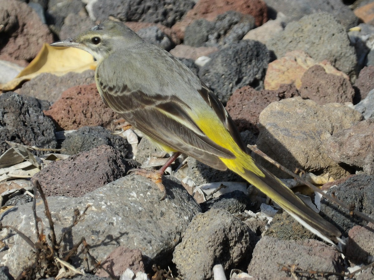 灰鶺鴒 - ML646836944