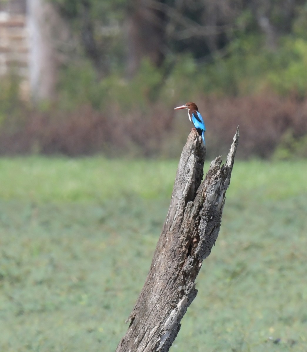 Альціон білогрудий - ML646836945