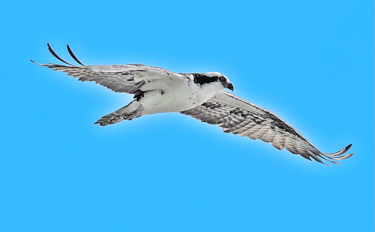 שלך - ML646836946