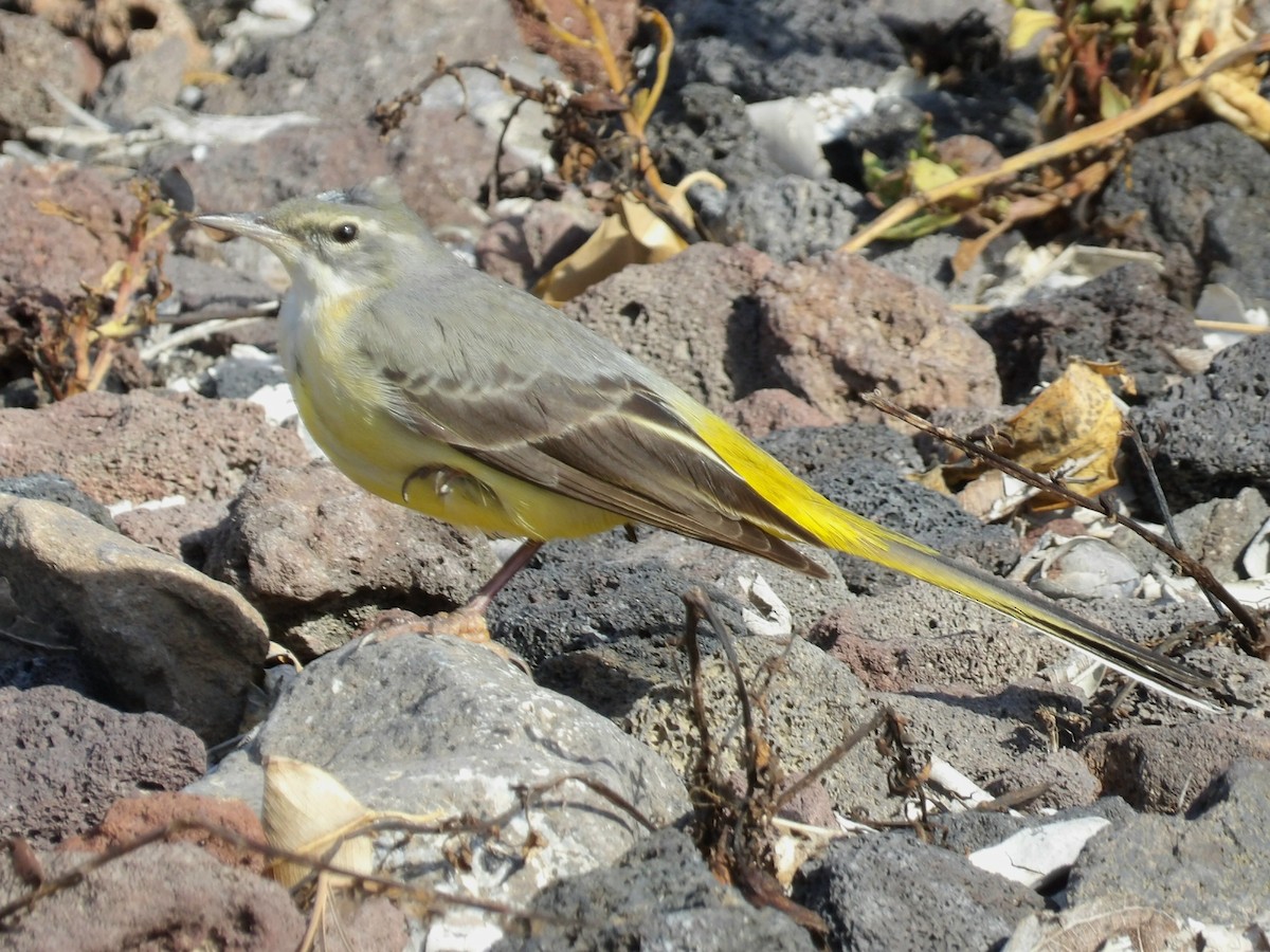 灰鶺鴒 - ML646836949