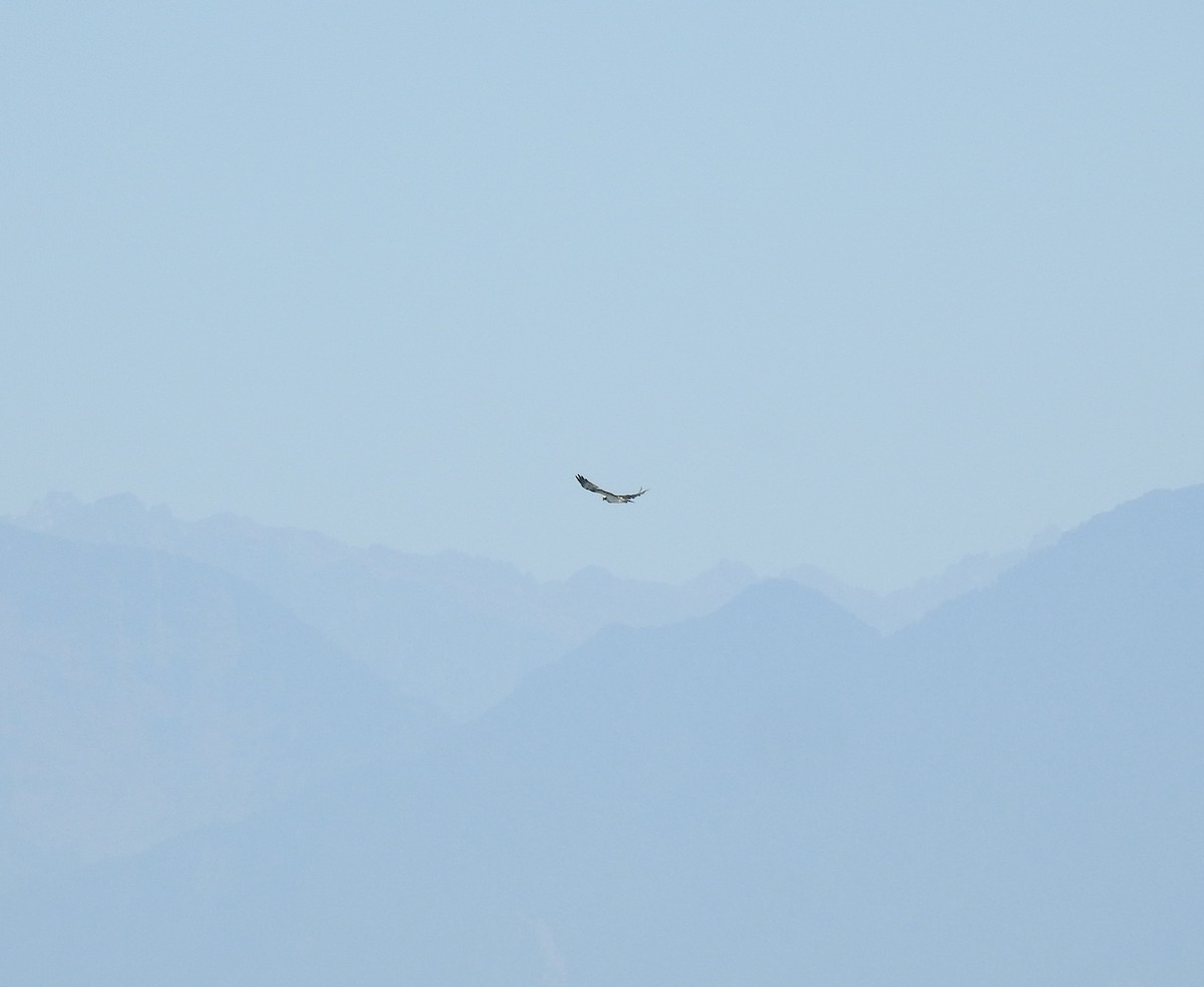 Osprey - ML646836950