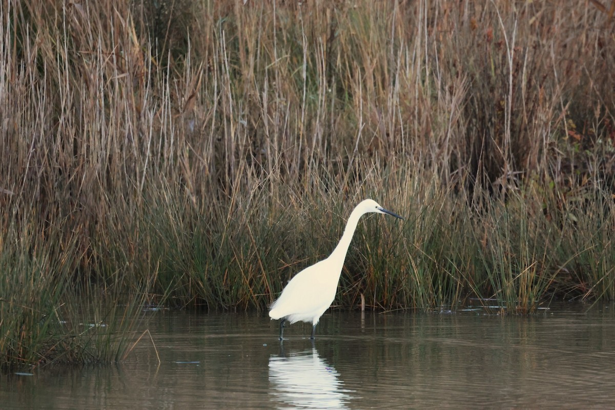 Малая белая цапля - ML646836952