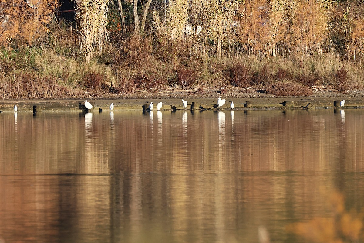 Малая белая цапля - ML646836953