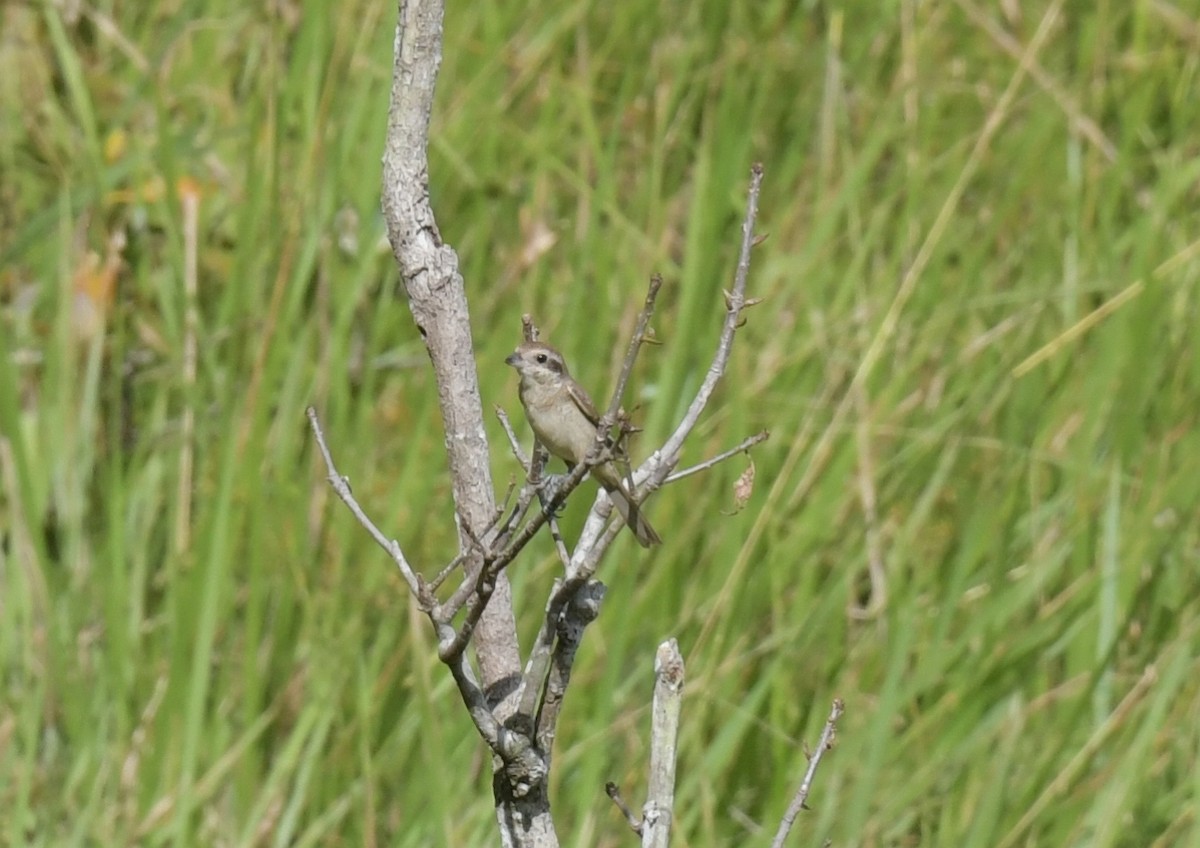 Сорокопуд сибірський - ML646836956