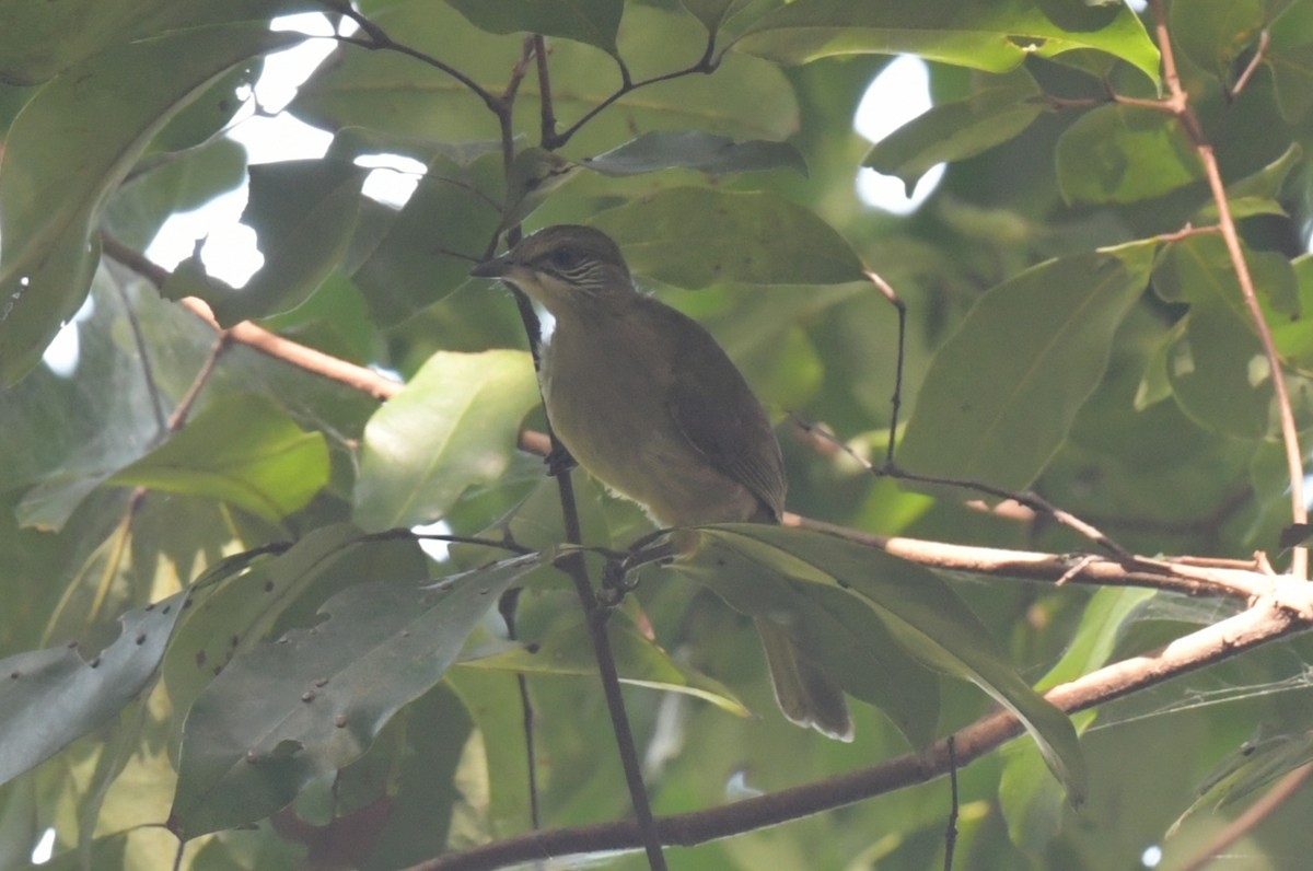 Бюльбюль таїландський - ML646836961