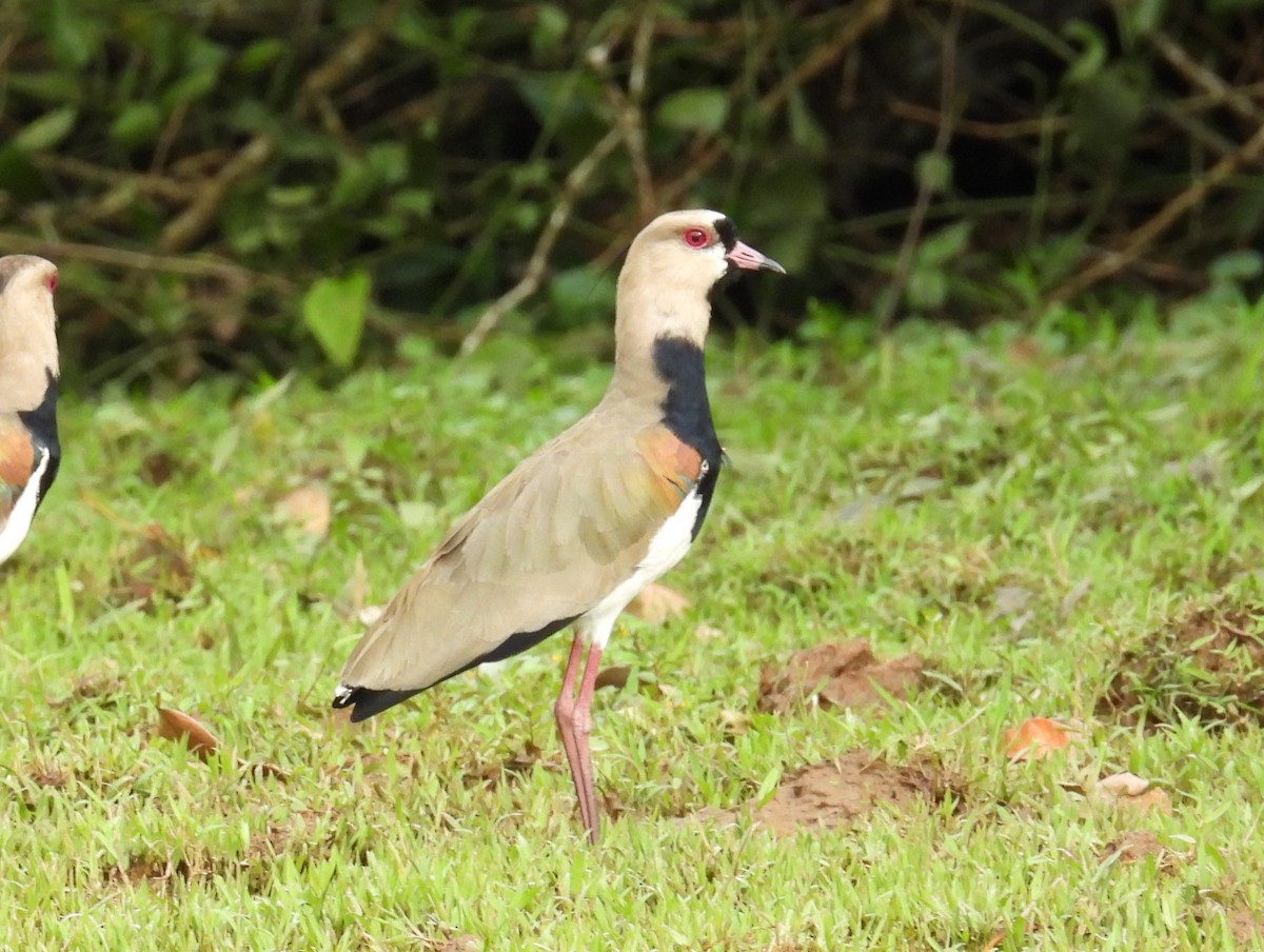 čejka jihoamerická - ML646836962