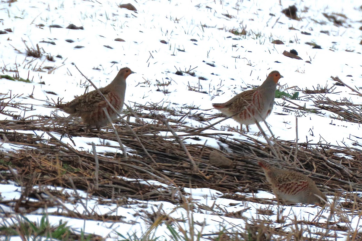 Gray Partridge - ML646836968