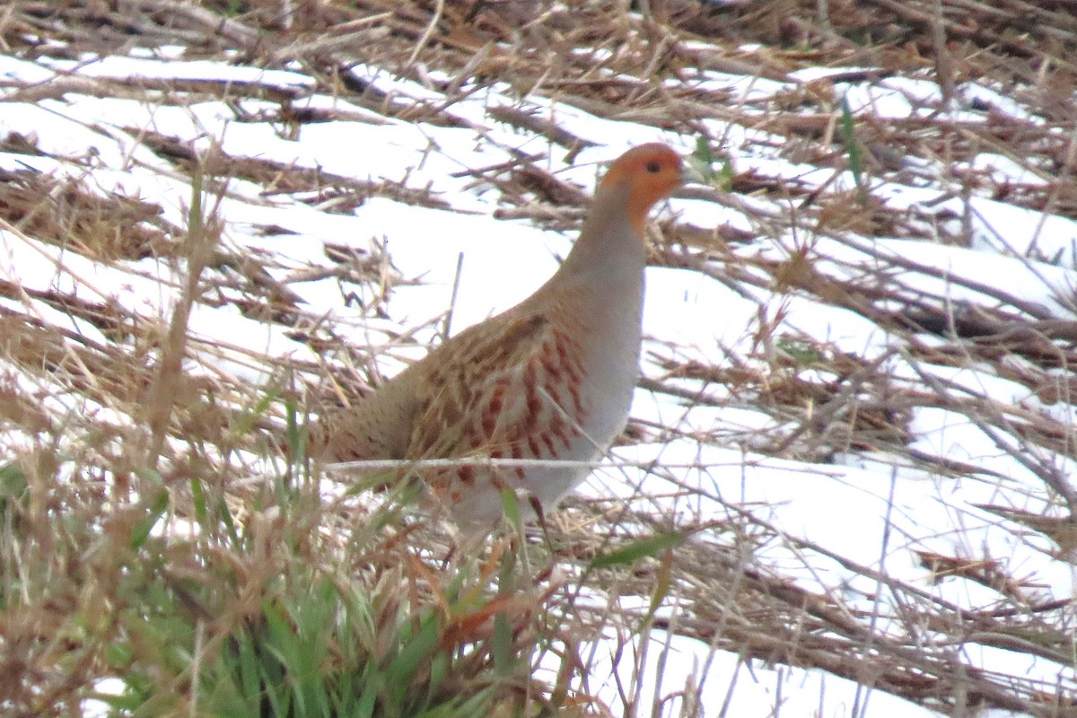 Gray Partridge - ML646836969