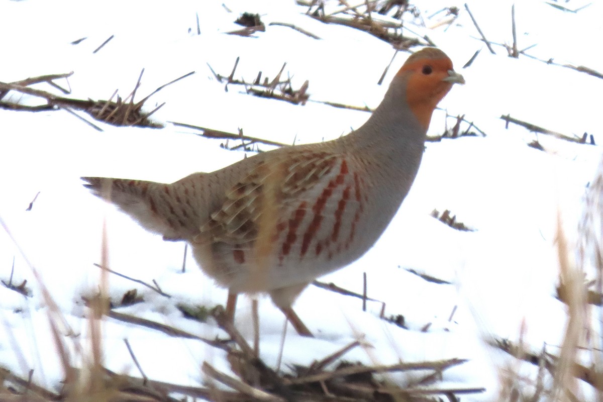 Gray Partridge - ML646836970