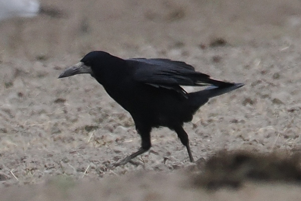 Ekin Kargası - ML646836971