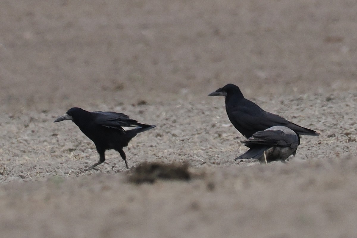 Ekin Kargası - ML646836972