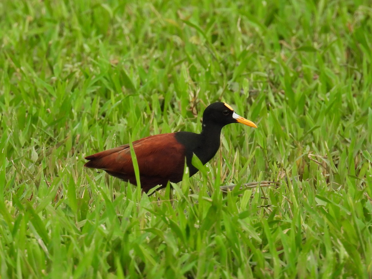 Northern Jacana - ML646836974