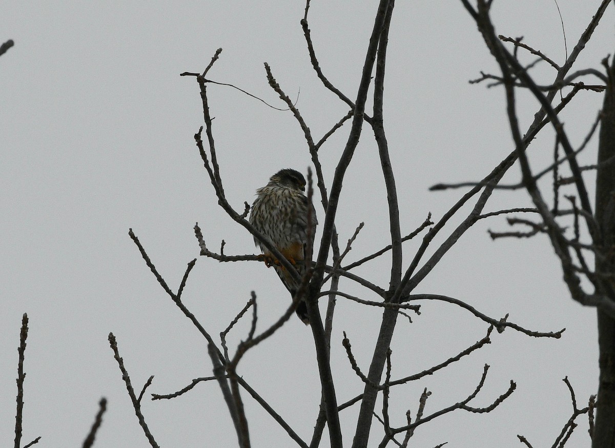 Merlin - ML646836978