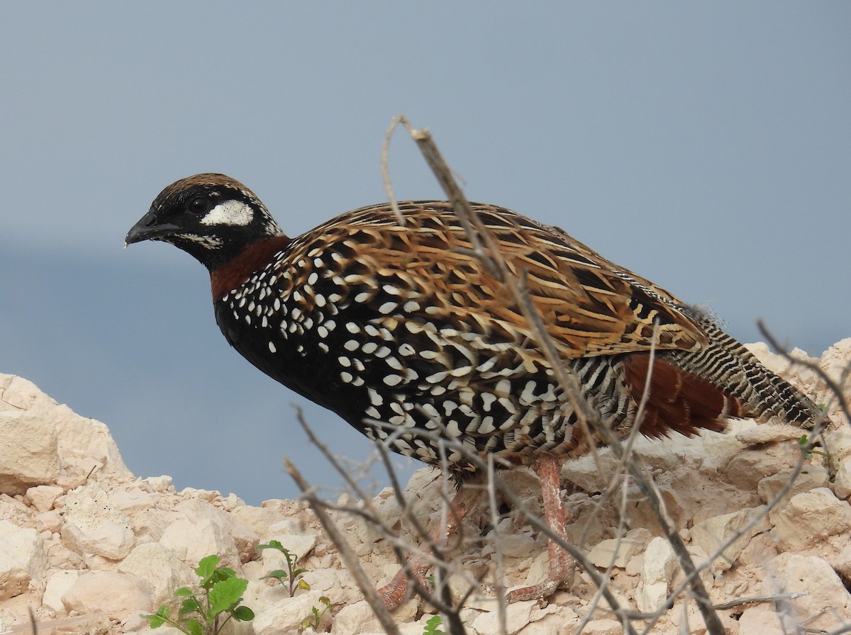 ムナグロシャコ - ML646836979