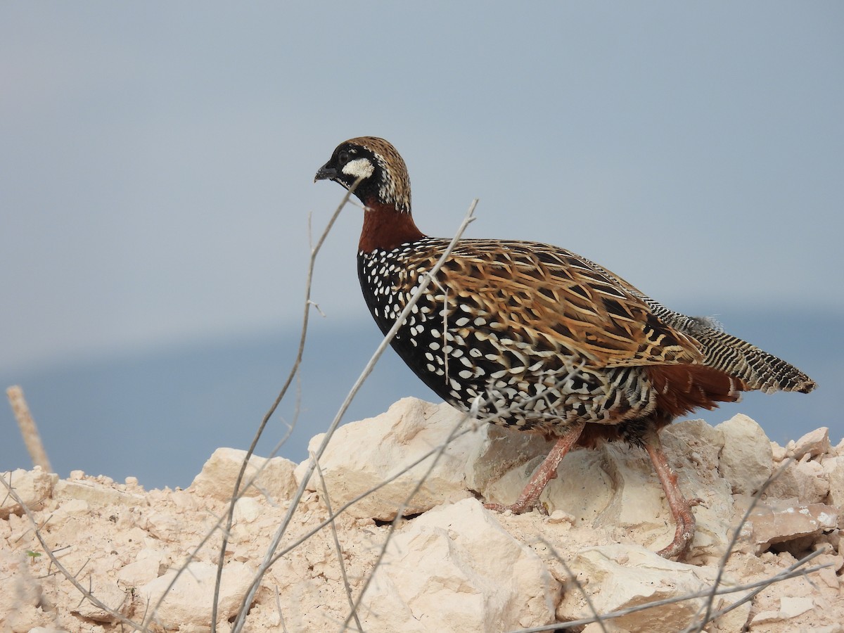 ムナグロシャコ - ML646836980