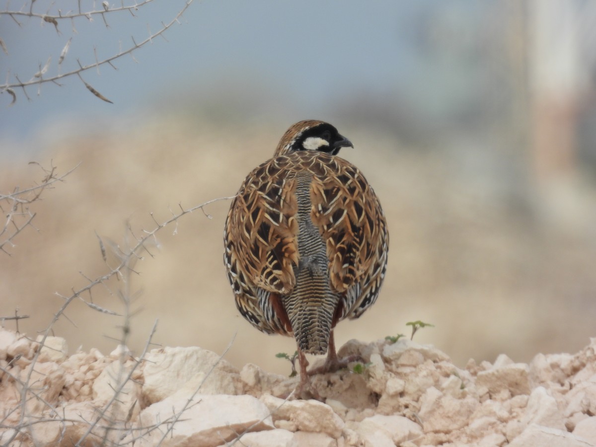 ムナグロシャコ - ML646836981