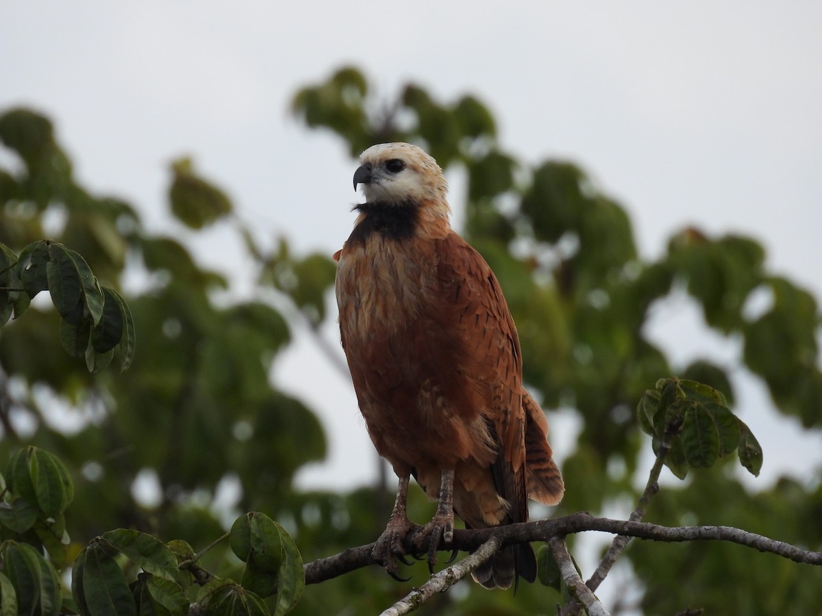 Black-collared Hawk - ML646836985