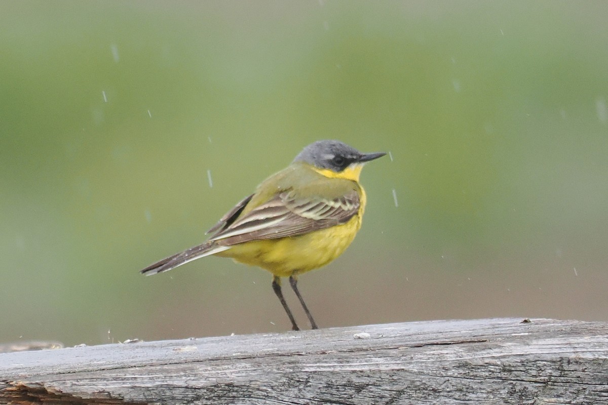 Western Yellow Wagtail - ML646836987