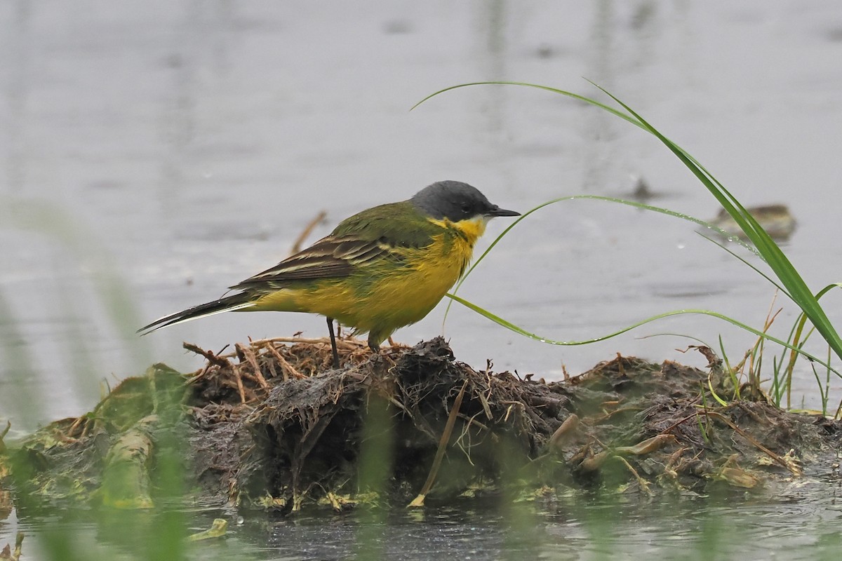 Western Yellow Wagtail - ML646836988