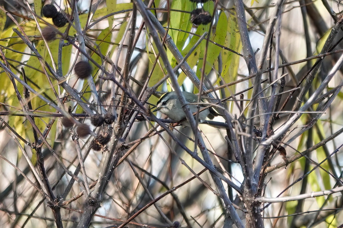 Golden-crowned Kinglet - ML646836995