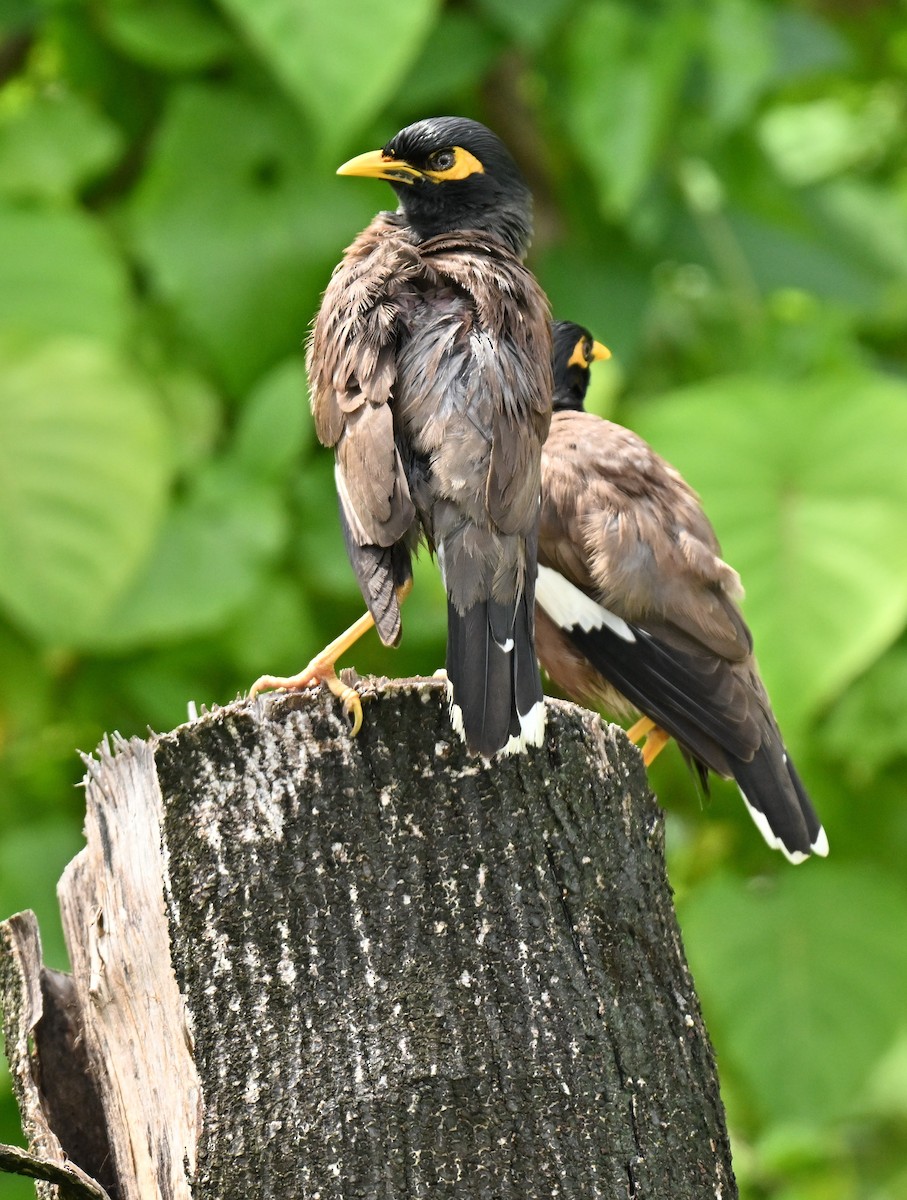 מיינה מצויה - ML646836996