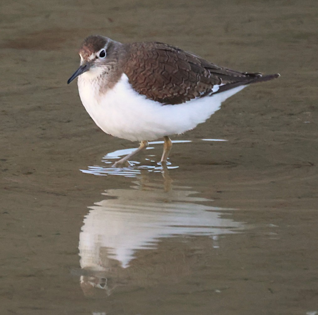 Перевозчик - ML646836997