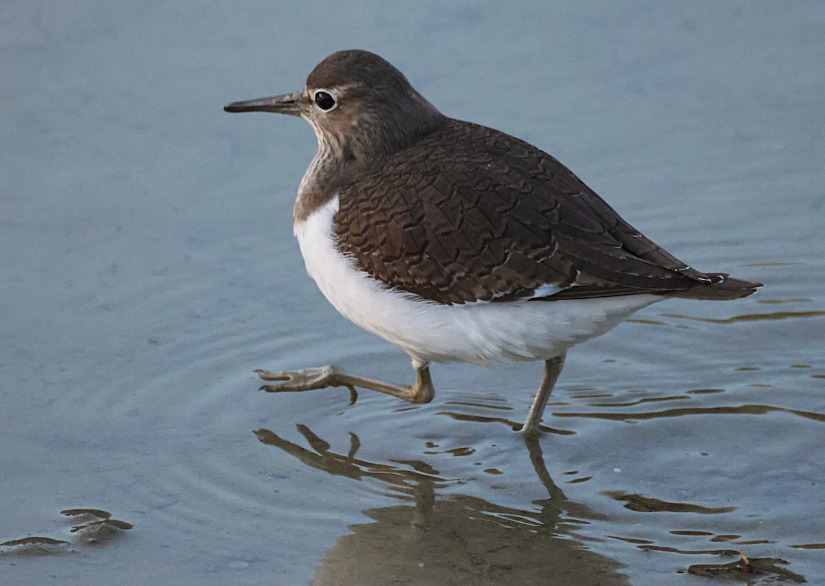 Перевозчик - ML646836998