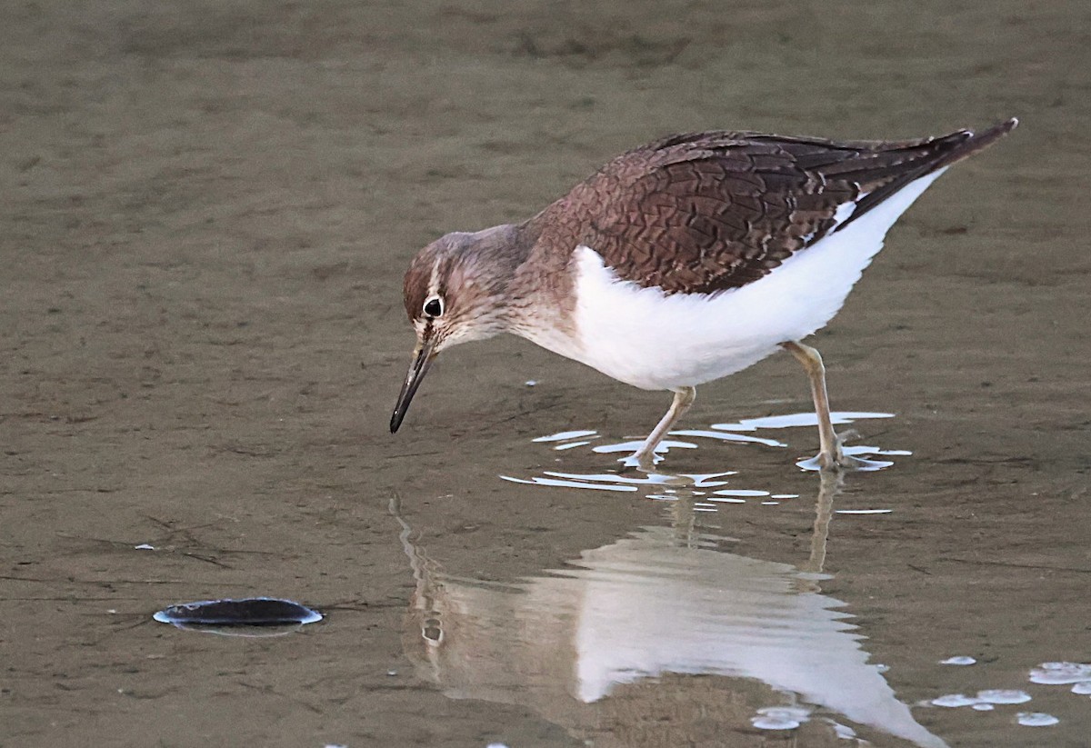 Перевозчик - ML646836999