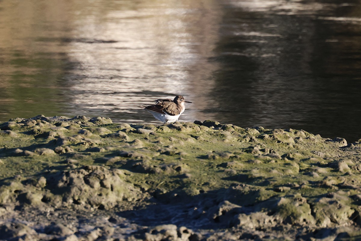 Перевозчик - ML646837000