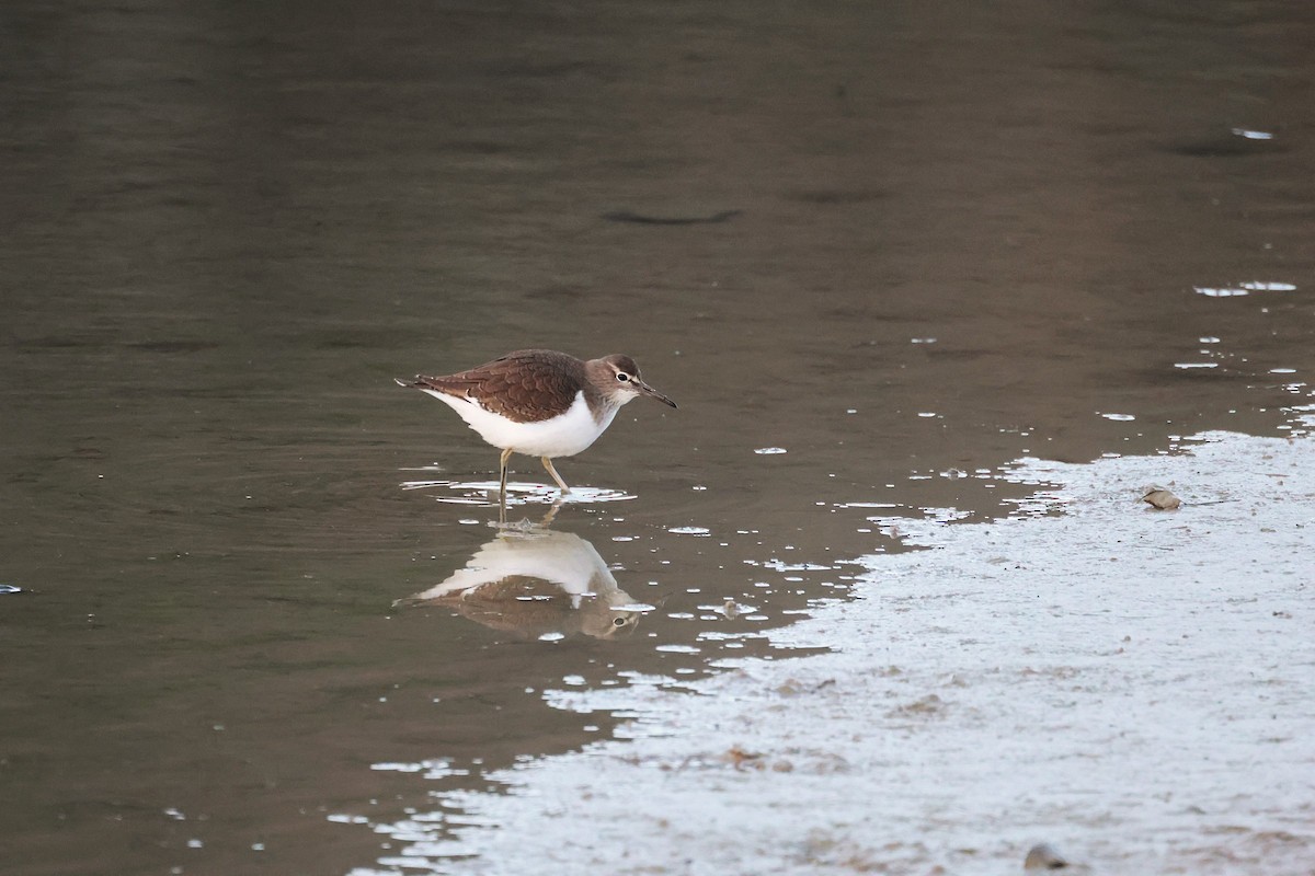 Перевозчик - ML646837001