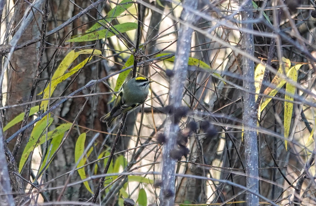 Золотомушка світлоброва - ML646837003