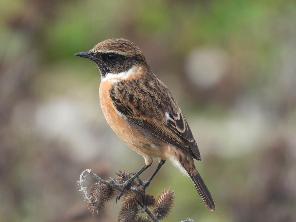 ヨーロッパノビタキ - ML646837004