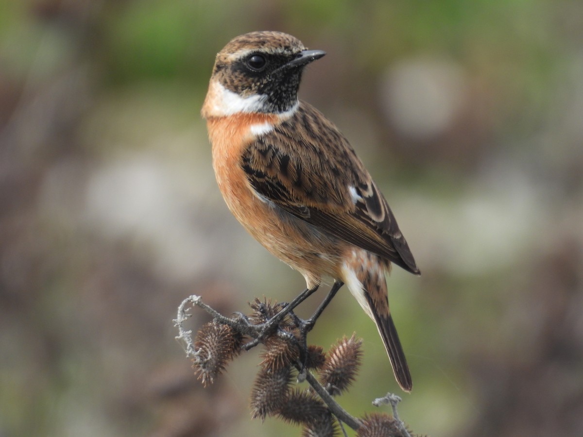 ヨーロッパノビタキ - ML646837005