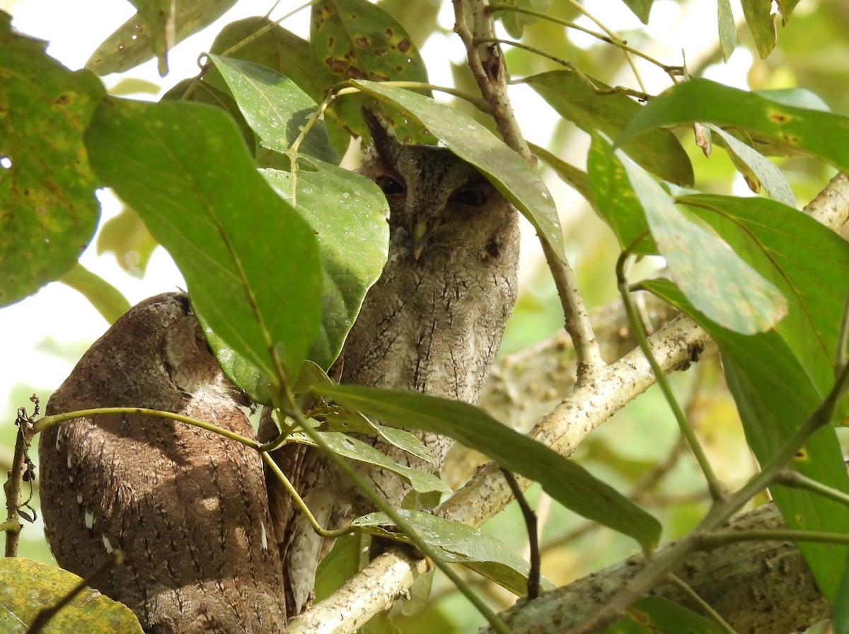Pacific Screech-Owl - ML646837006