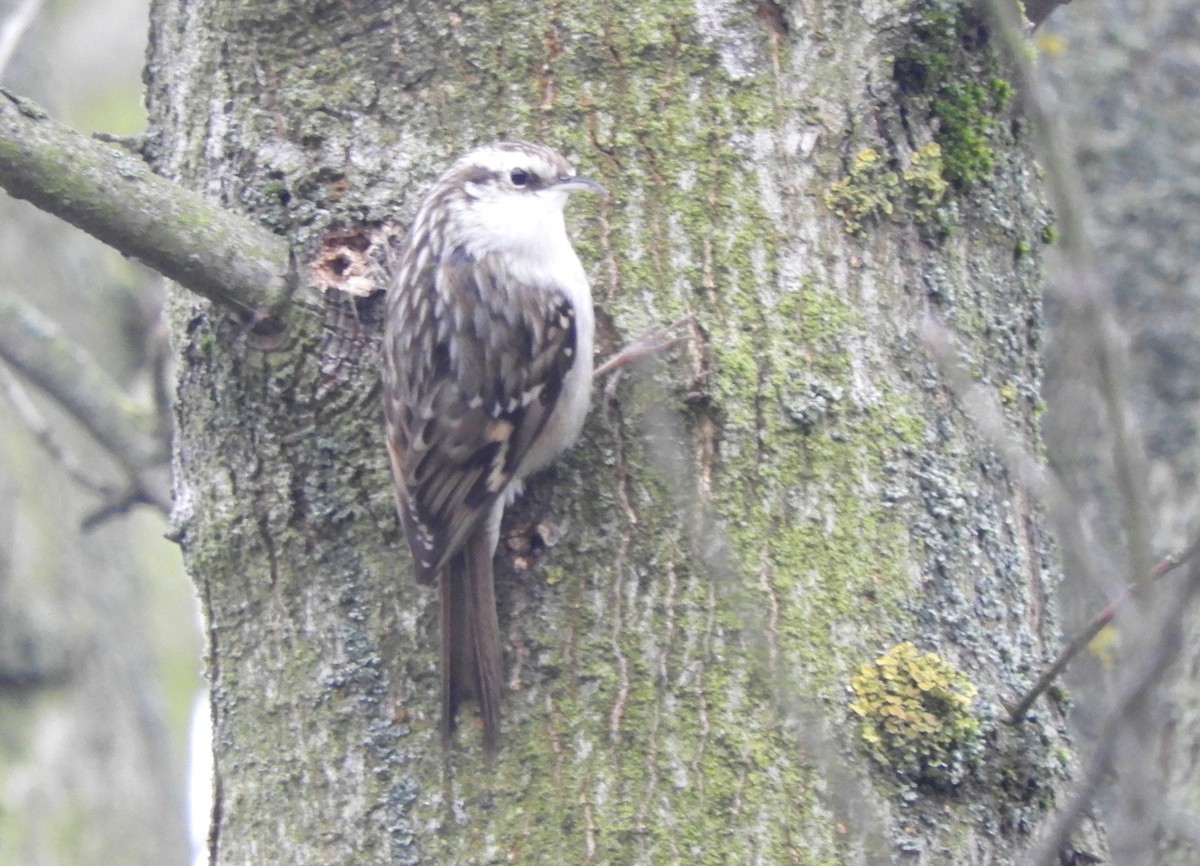 Підкоришник короткопалий - ML646837009