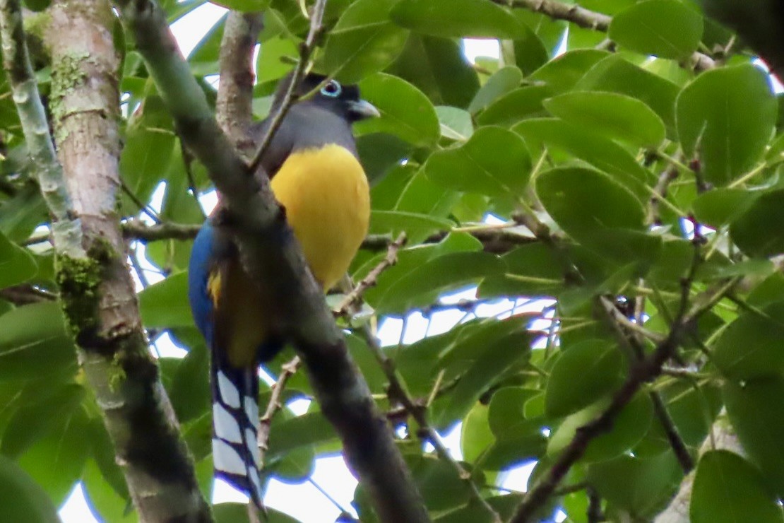 Трогон чорноволий - ML646837011