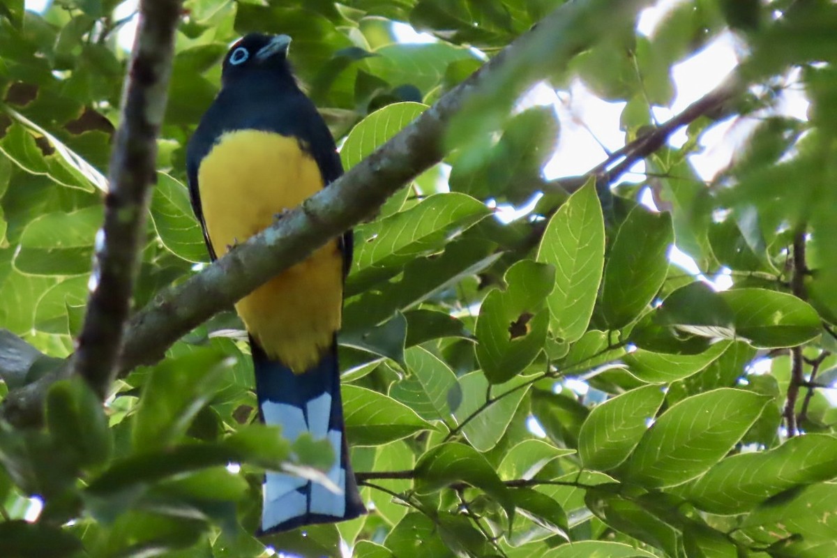 Трогон чорноволий - ML646837012