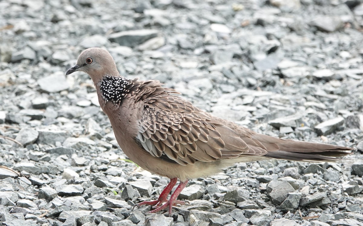 Горлиця китайська - ML646837013