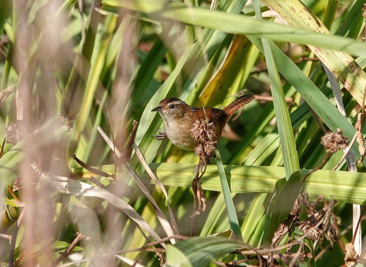 Овад болотяний - ML646837014