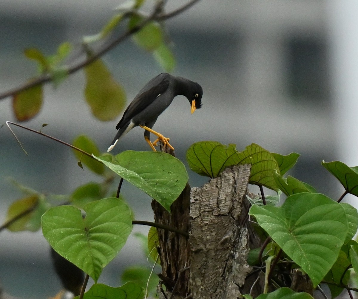 Javan Myna - ML646837015