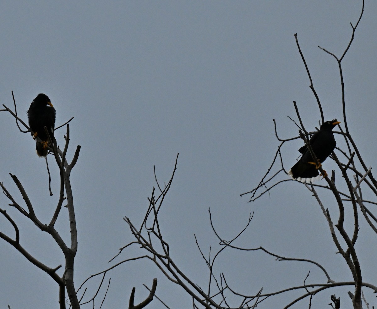 Javan Myna - ML646837016