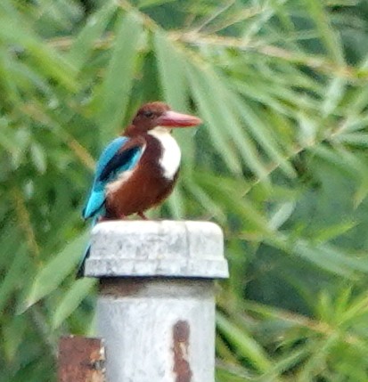 Альціон білогрудий - ML646837018