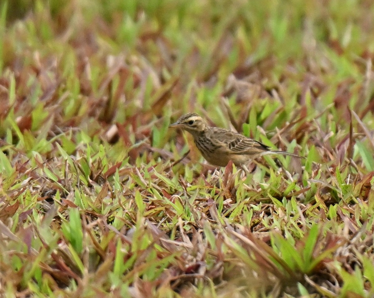 Paddyfield Pipit - ML646837019