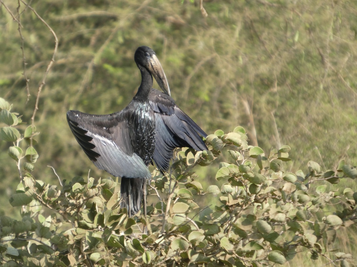 クロスキハシコウ - ML646837020