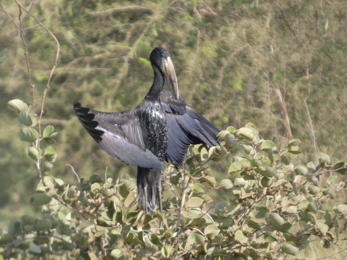 クロスキハシコウ - ML646837021