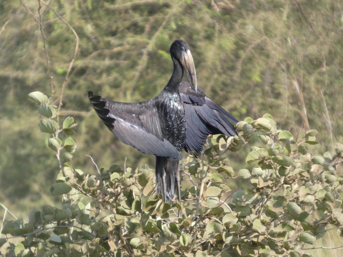 クロスキハシコウ - ML646837022