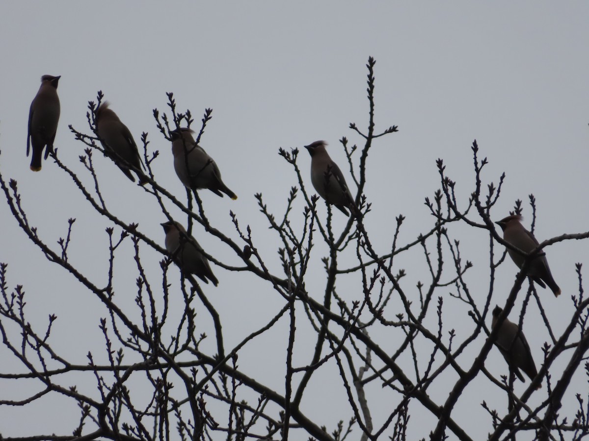 Bohemian Waxwing - ML646837023
