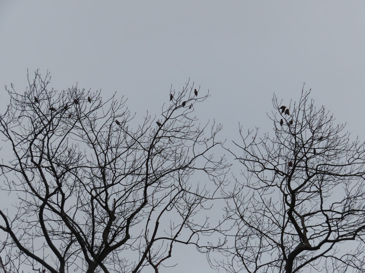 Bohemian Waxwing - ML646837024