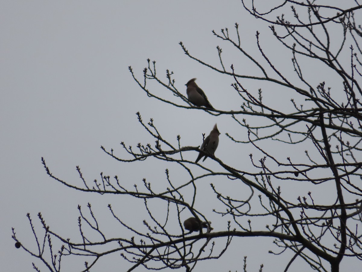 Bohemian Waxwing - ML646837025